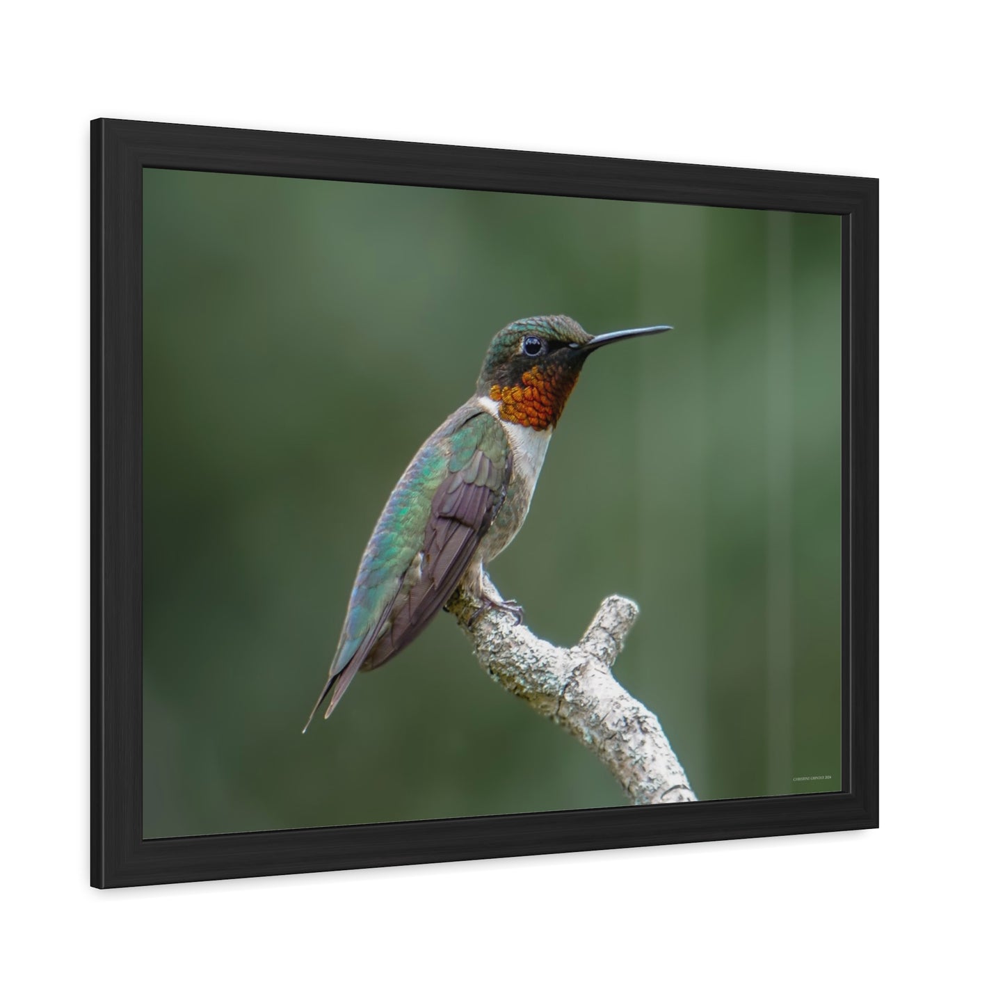 Ruby-Throated Hummingbird Framed Fine Art Photograph