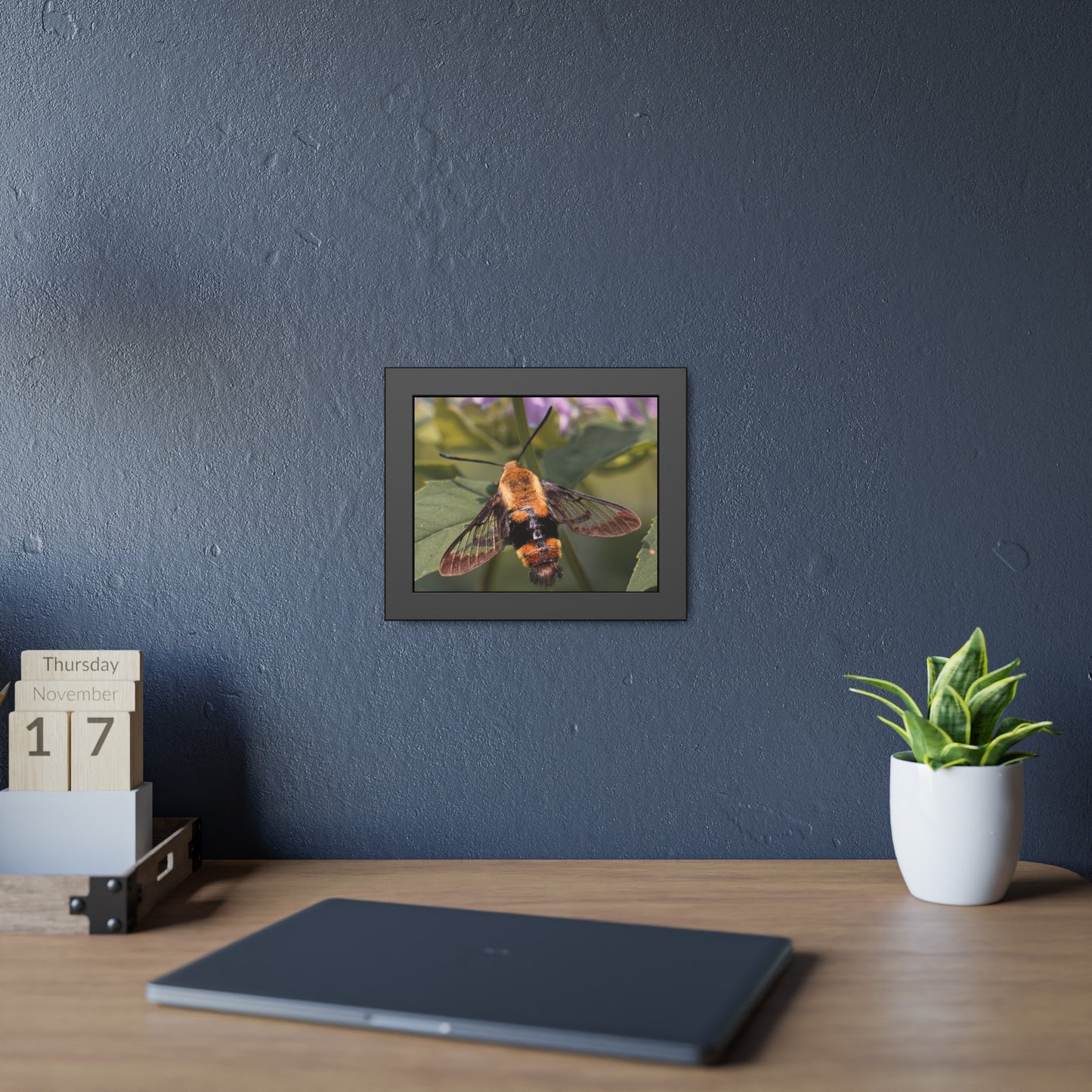 Sleeping Hummingbird Moth Framed Print | Nature Photography