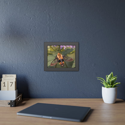 Sleeping Hummingbird Moth Framed Print | Nature Photography