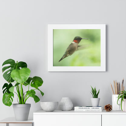 Hummingbird In-Flight Framed Matte Print