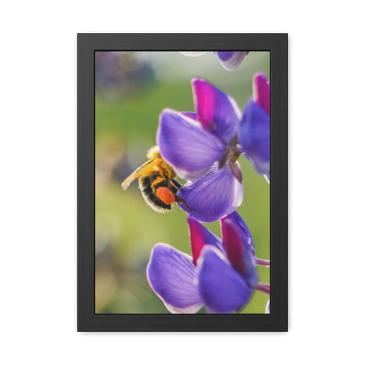 Bumble Bee Pollinates Lupine Flowers Framed Fine Art Photograph