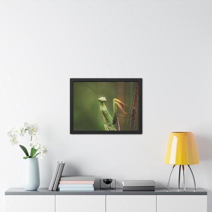 Majestic Mantis Framed Fine Art Photograph