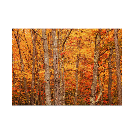 Forest of Autumn Colors Fine Art Print