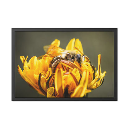 Macro Bee Pollinating Dandelion Framed Fine Art Photograph