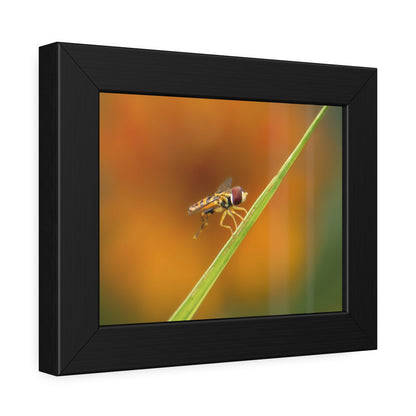 Flower Fly Super Macro Framed Print | Nature Photography