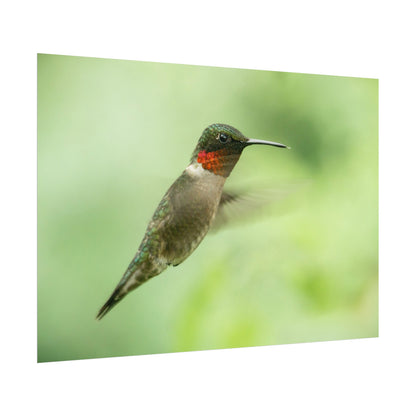 Hummingbird In-Flight Fine Art Print