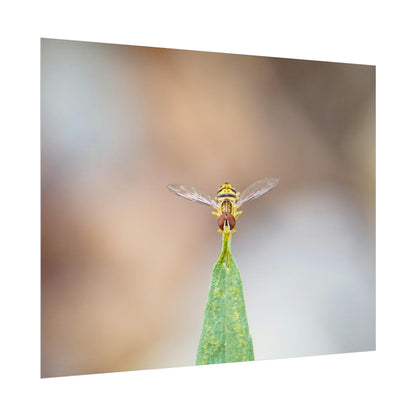 Flower Fly Poses in Macro Fine Art Print