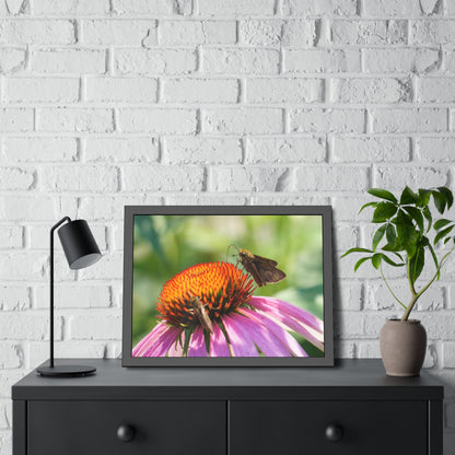 Little Glassywing Butterfly Framed Print | Nature Photography