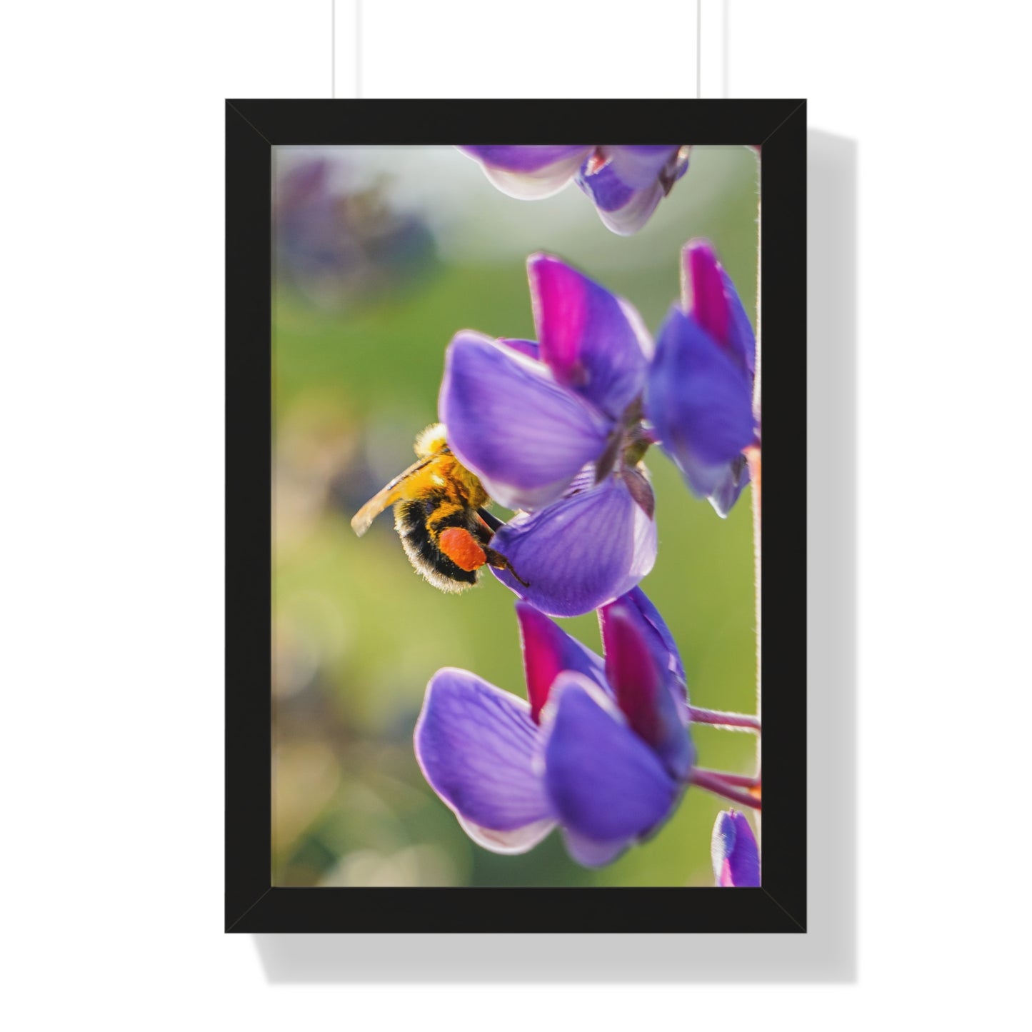 Bumble Bee Pollinates Lupine Flowers Framed Matte Print