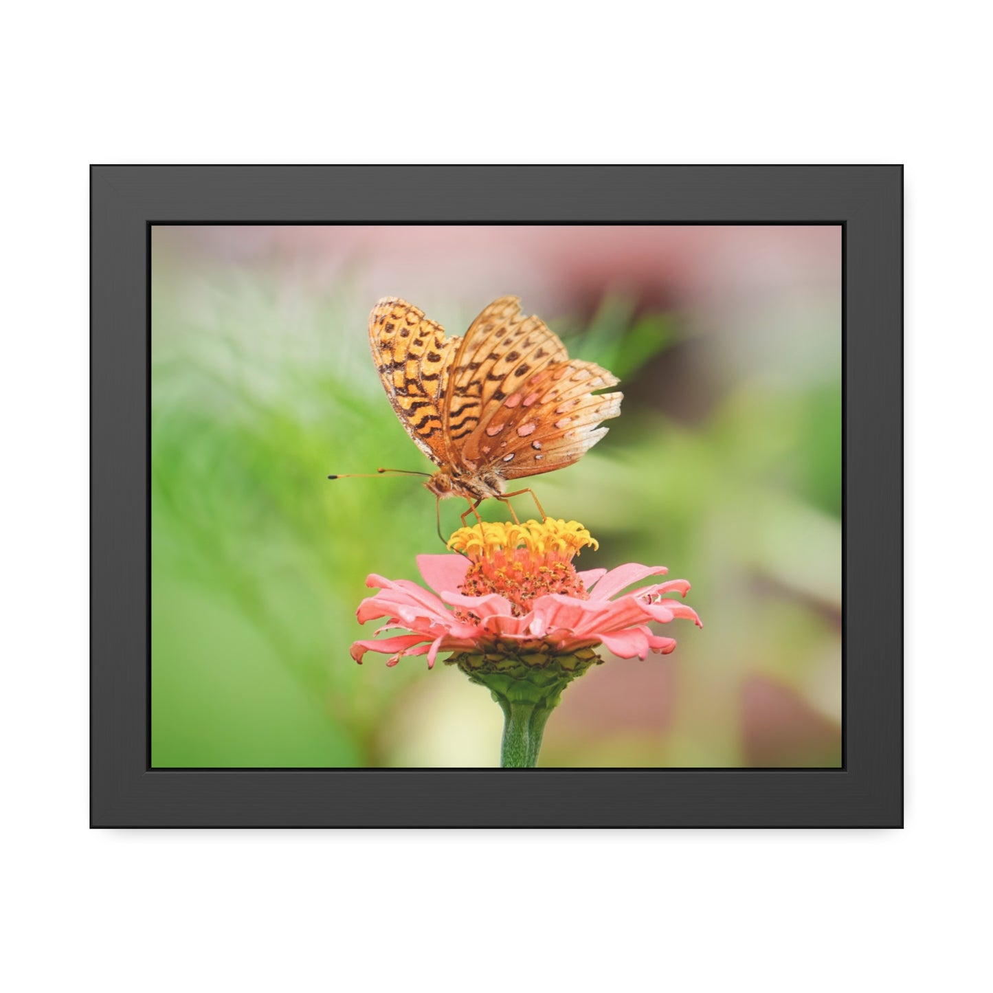 Fritillary Butterfly on Zinnia Framed Print | Nature Photography