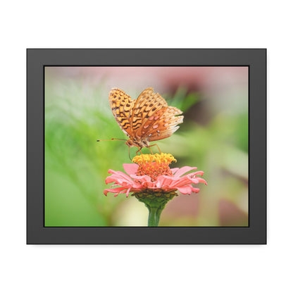 Fritillary Butterfly on Zinnia Framed Print | Nature Photography