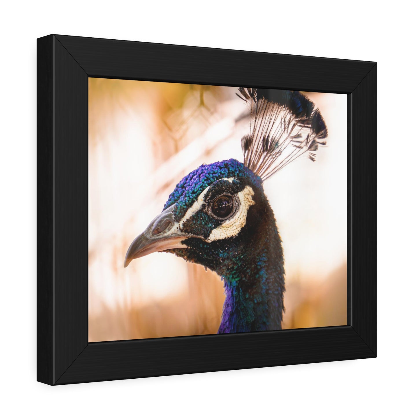 Peculiar Peacock Framed Print | Nature Photography