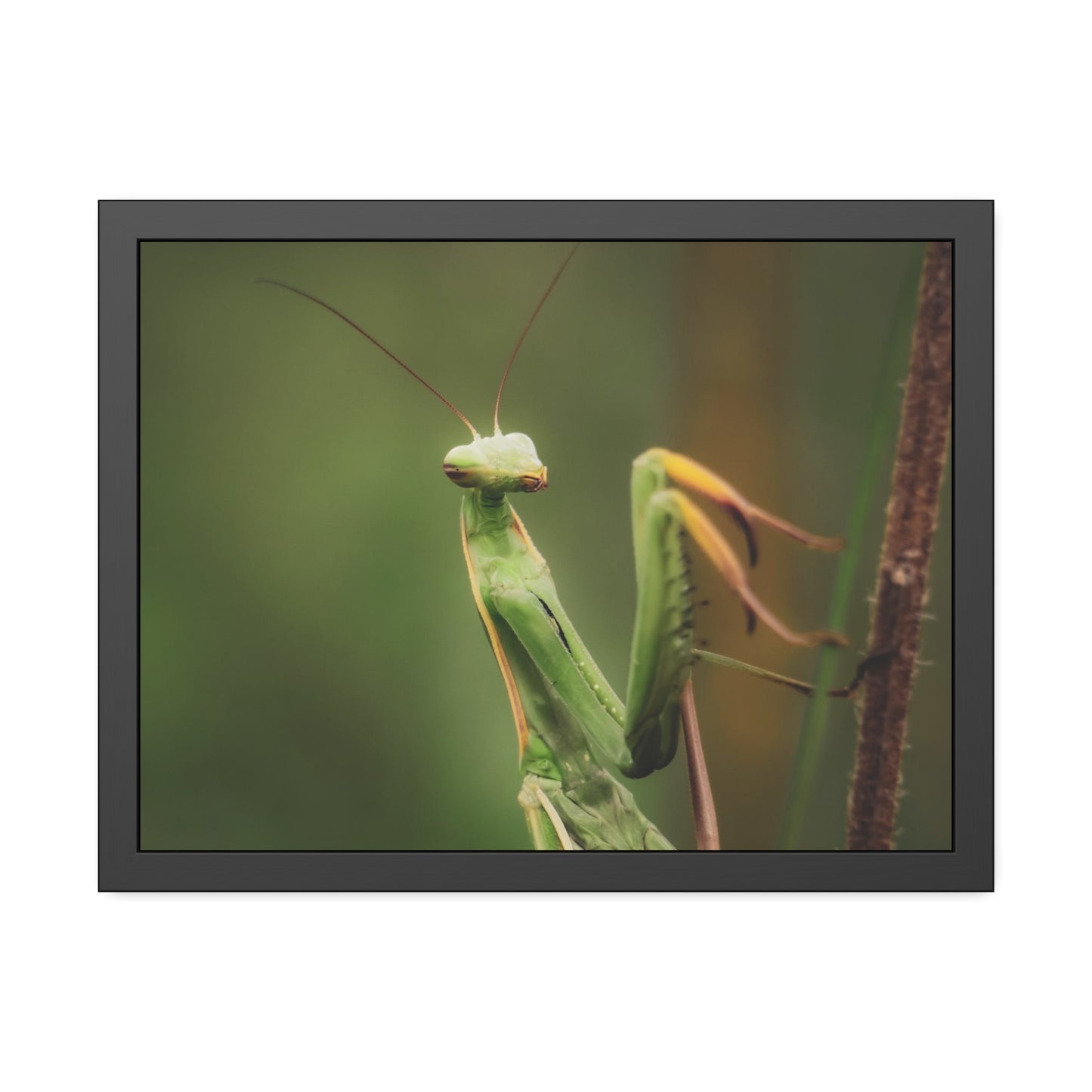 Majestic Mantis Framed Print | Nature Photography