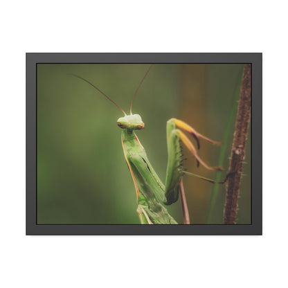 Majestic Mantis Framed Print | Nature Photography