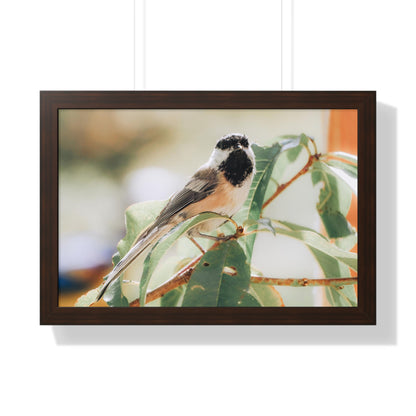 Black-Capped Chickadee Framed Matte Print