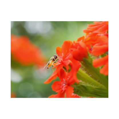 Flower Fly on Red Flowers Fine Art Print