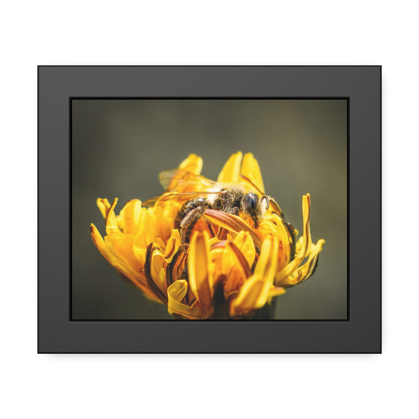 Macro Bee Pollinating Dandelion Framed Print | Nature Photography