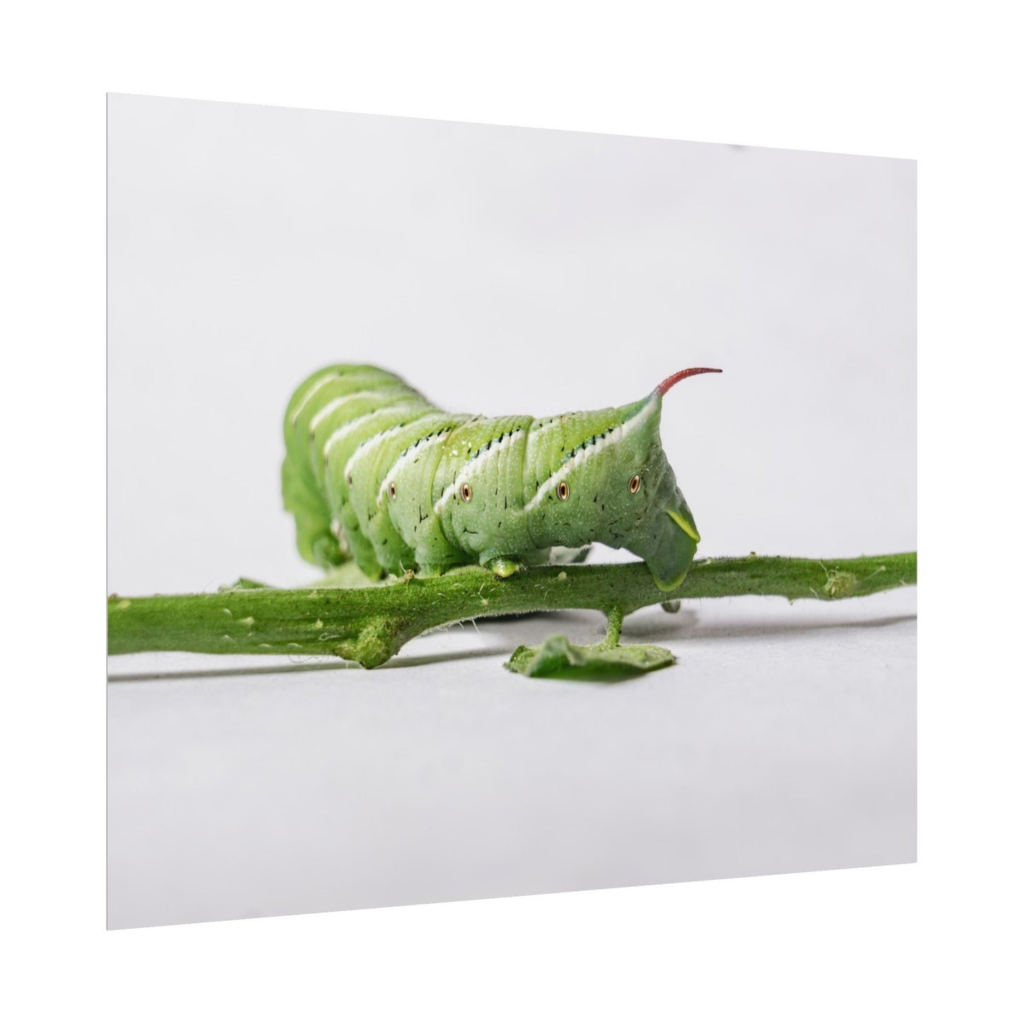 Tomato Hornworm Caterpillar Fine Art Print