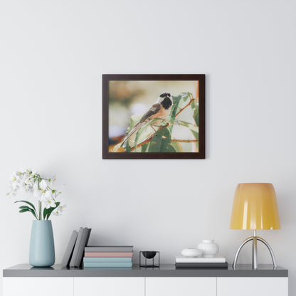 Black-Capped Chickadee Framed Matte Print