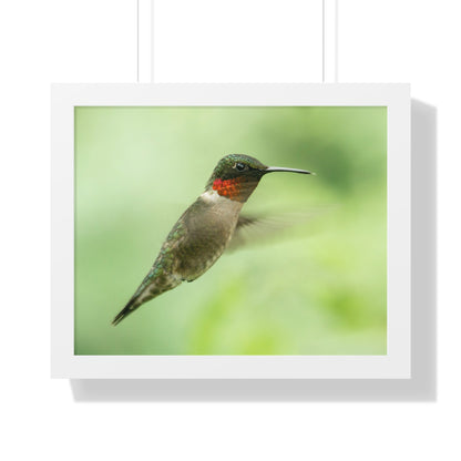 Hummingbird In-Flight Framed Matte Print