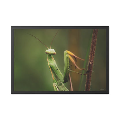 Majestic Mantis Framed Fine Art Photograph