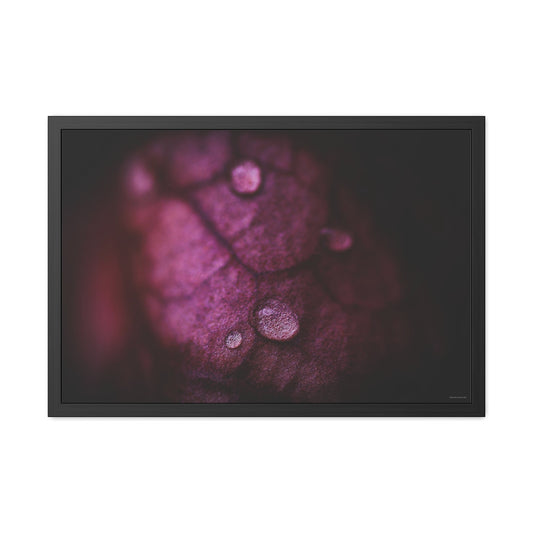 Macro Droplet on Red Leaf Framed Fine Art Photograph