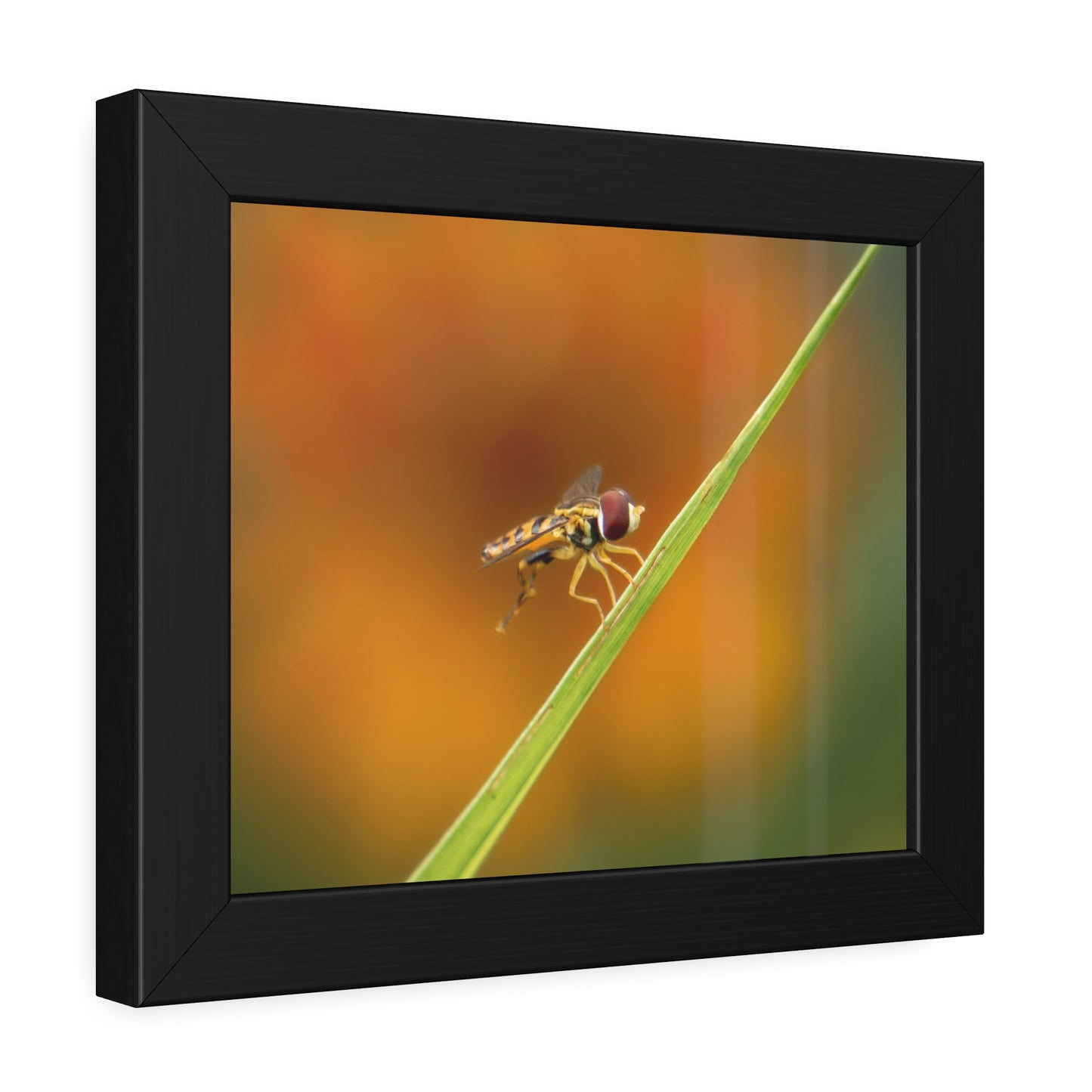 Flower Fly Super Macro Framed Print | Nature Photography