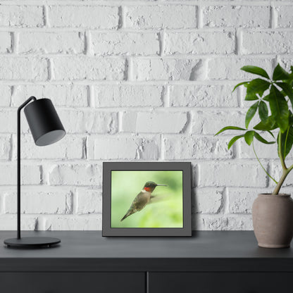 Hummingbird In-Flight Framed Print | Nature Photography