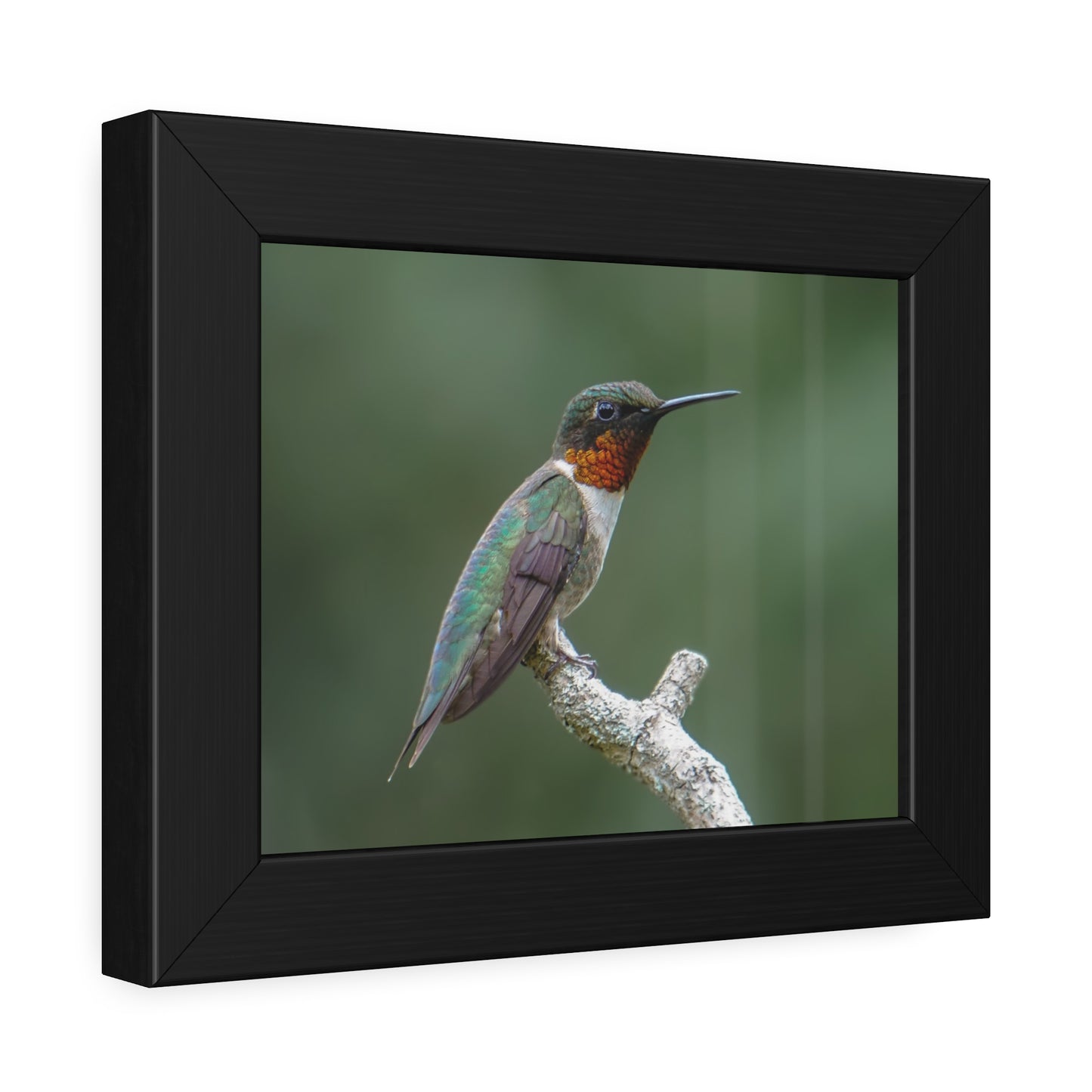 Ruby-Throated Hummingbird Framed Print | Nature Photography