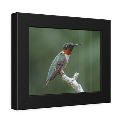 Ruby-Throated Hummingbird Framed Print | Nature Photography