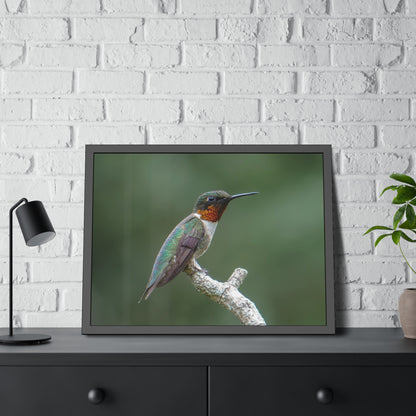 Ruby-Throated Hummingbird Framed Print | Nature Photography
