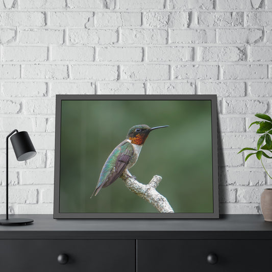 Ruby-Throated Hummingbird Framed Print | Nature Photography