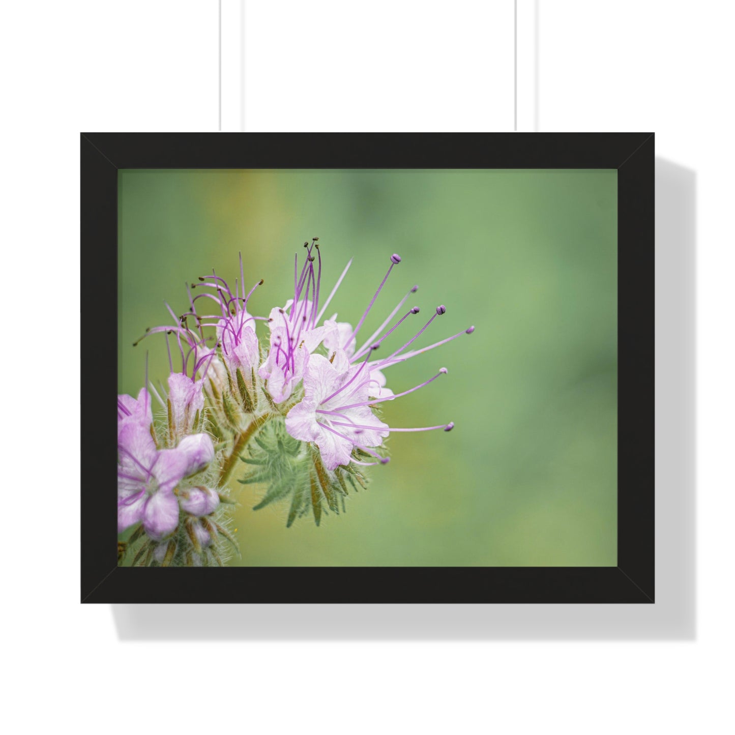 Macro Purple Wildflowers Framed Matte Print