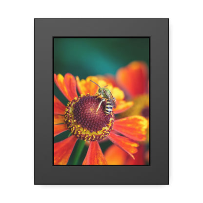 Fashionable Sweat Bee Framed Print | Nature Photography