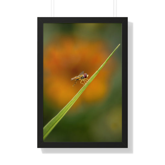 Flower Fly Poses with Orange Flowers Framed Matte Print