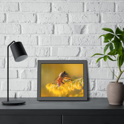 Golden Honey Bee Framed Print | Nature Photography