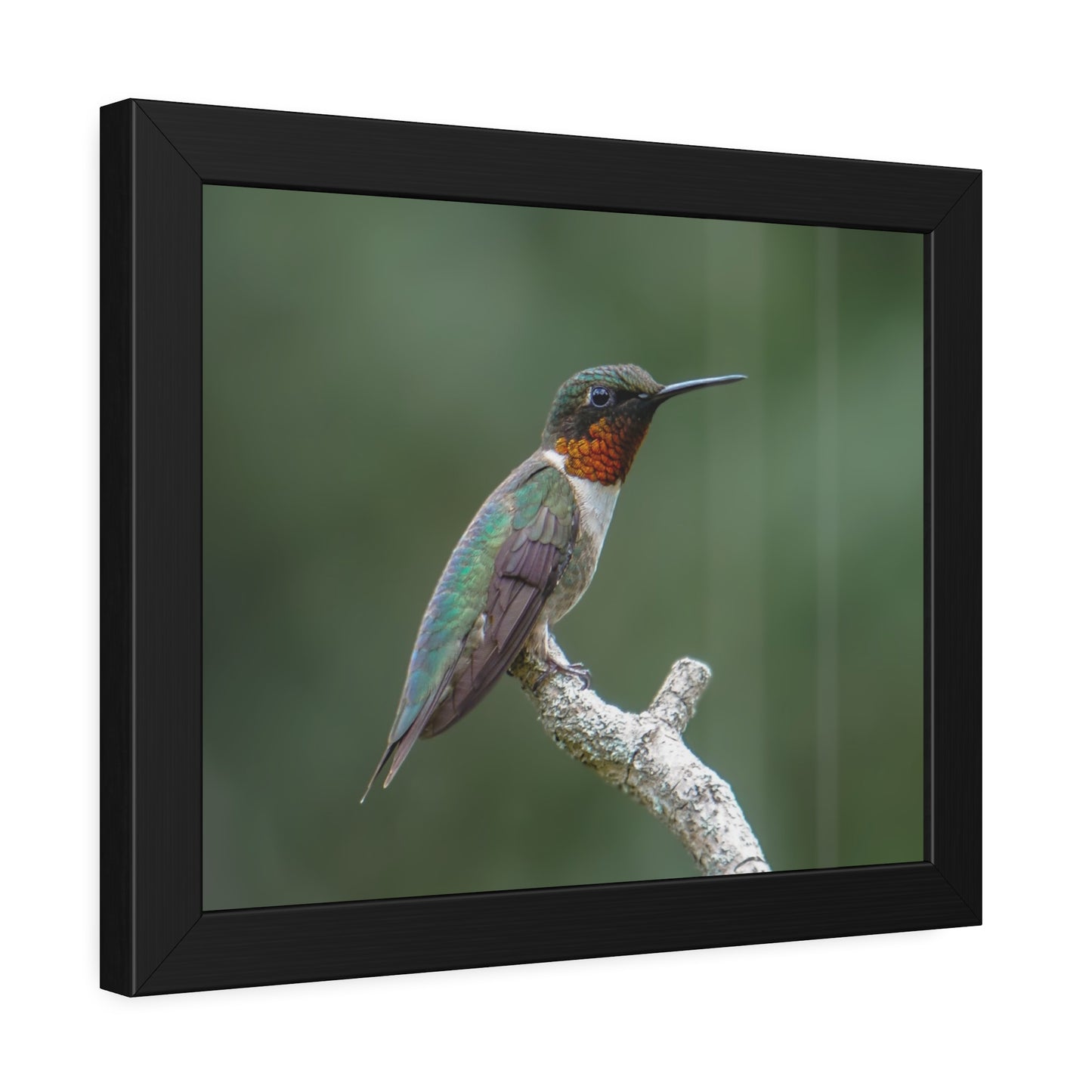 Ruby-Throated Hummingbird Framed Print | Nature Photography