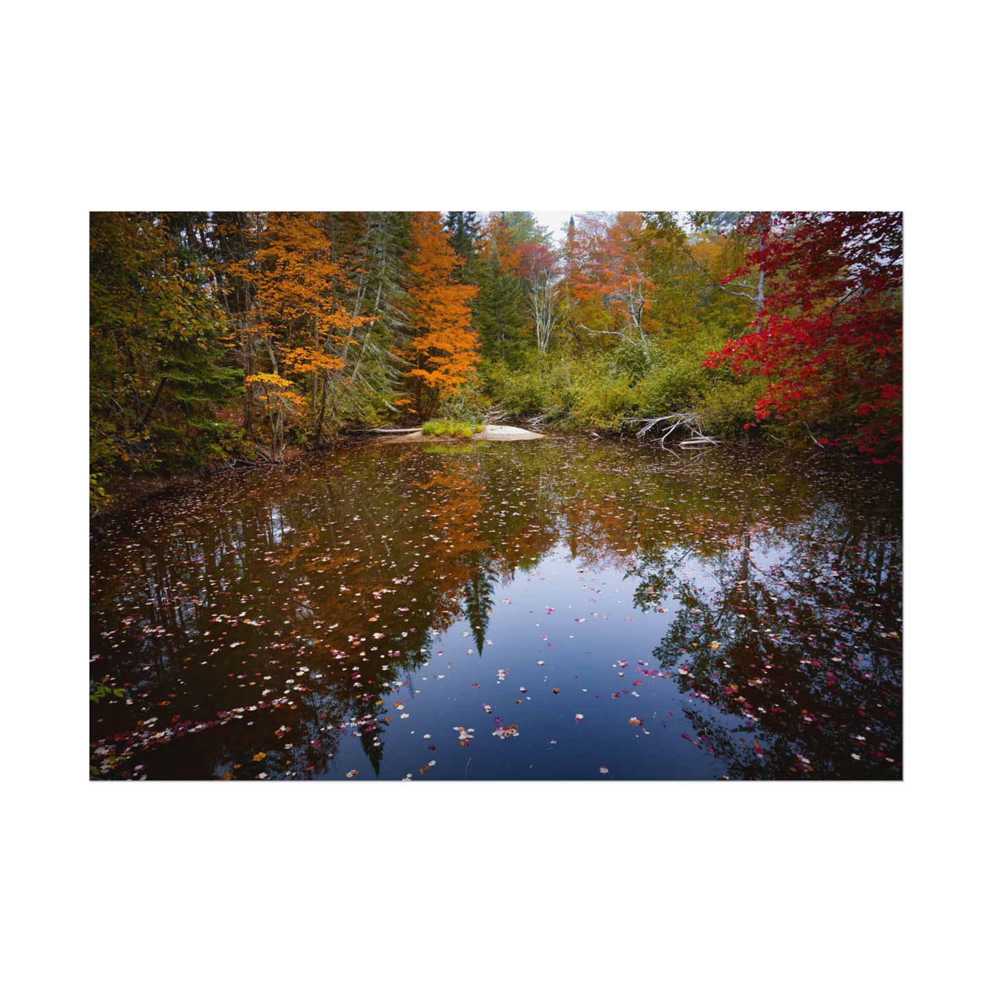 Maine Fall Foliage Waterscape Fine Art Print