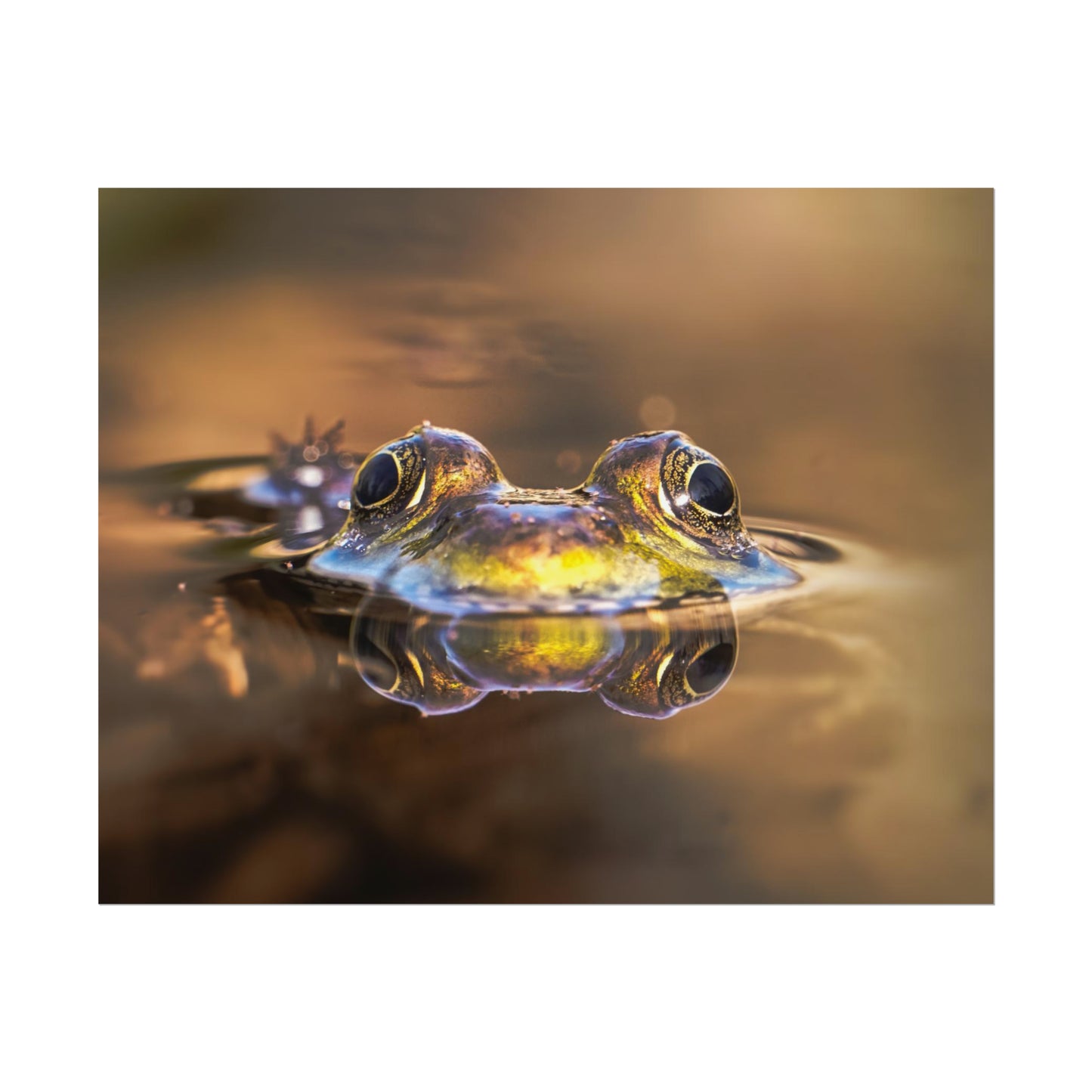 Duality of Frog Fine Art Print