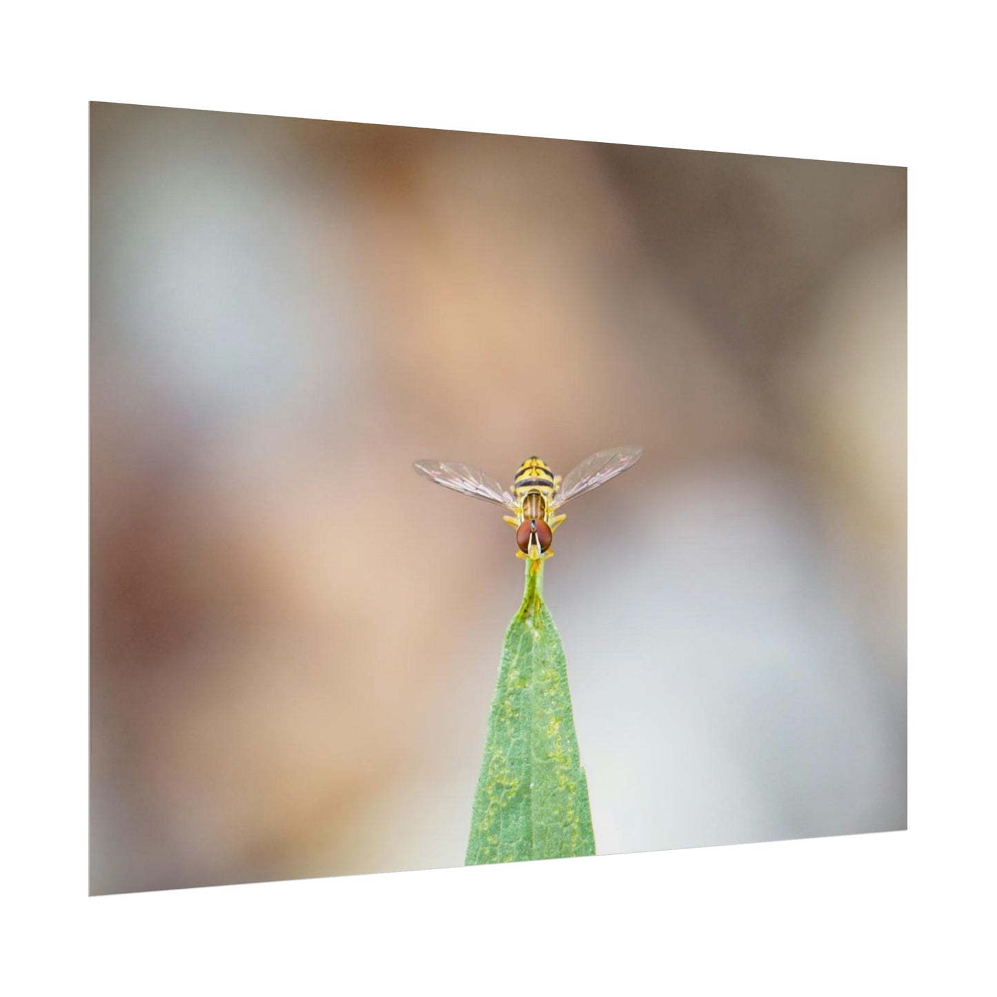 Flower Fly Poses in Macro Fine Art Print