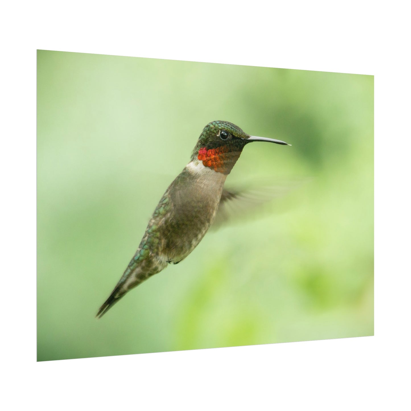 Hummingbird In-Flight Fine Art Print