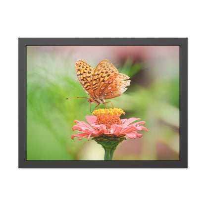 Fritillary Butterfly on Zinnia Framed Print | Nature Photography