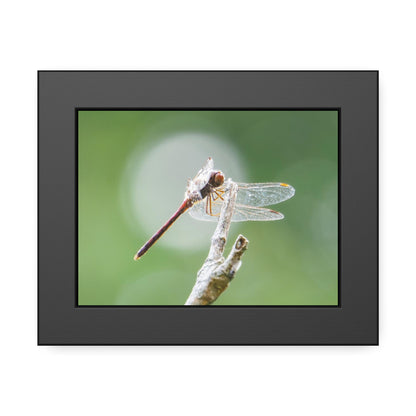 Dramatic Dragonfly Framed Print | Nature Photography