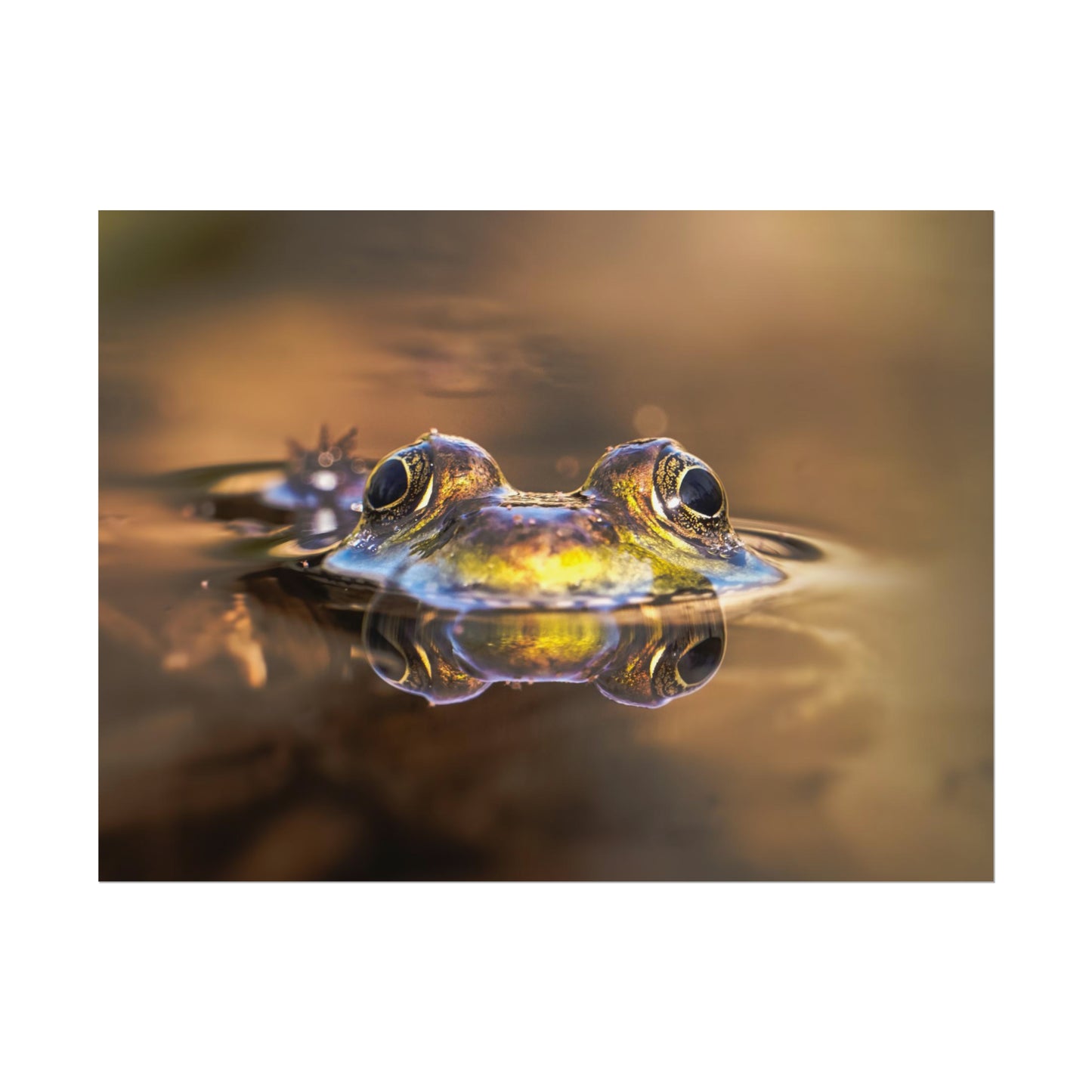 Duality of Frog Fine Art Print