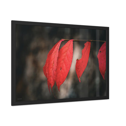 Leaves of Red Framed Fine Art Photograph