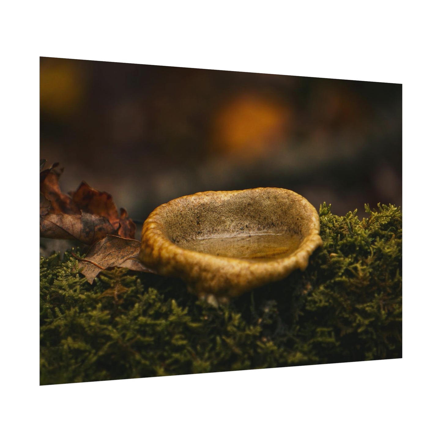 Magical Mushroom Fairy Pond Fine Art Print