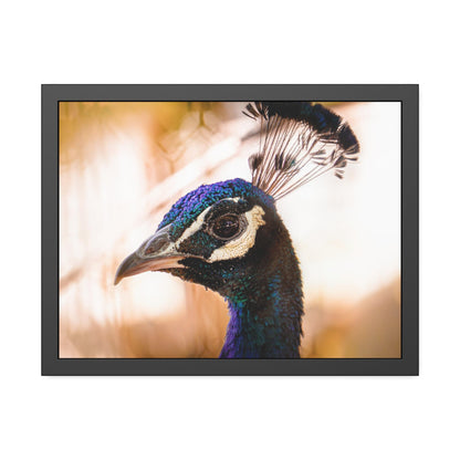 Peculiar Peacock Framed Print | Nature Photography
