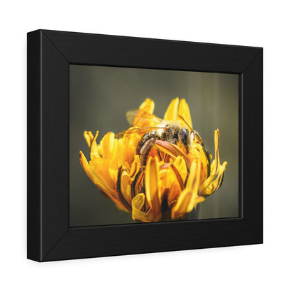 Macro Bee Pollinating Dandelion Framed Print | Nature Photography