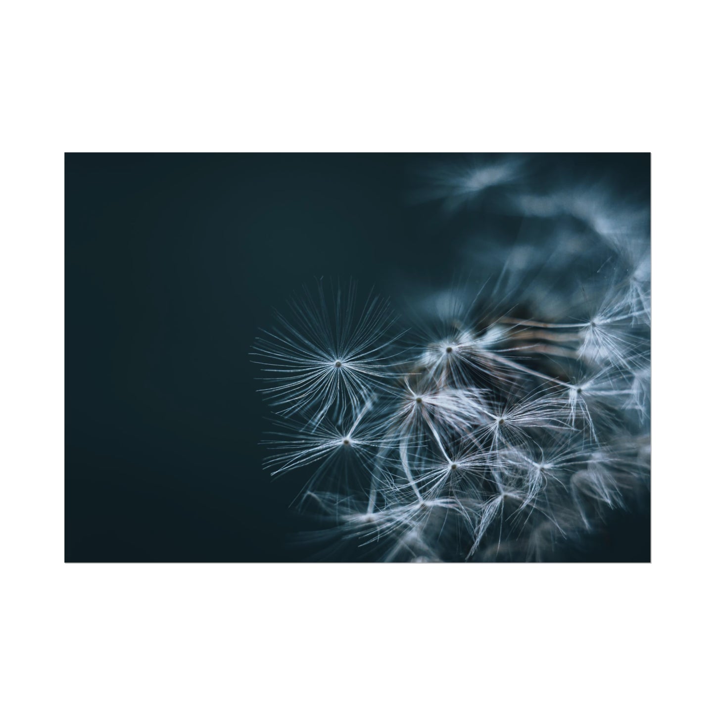 Macro Moody Dandelion Fine Art Print