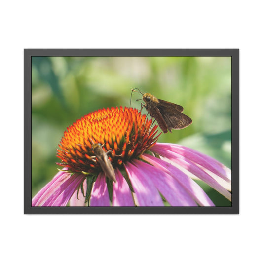 Little Glassywing Butterfly Framed Print | Nature Photography